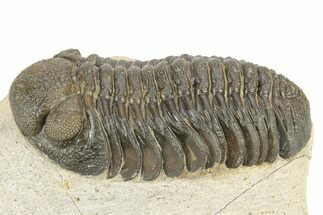Excellent Phacopid (Morocops) Trilobite - Morocco #253695