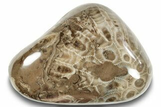 Polished Petoskey Stone (Fossil Coral) - Michigan #253653