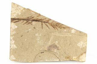 Fossil Conifer (Metasequoia) Plate - McAbee, BC #253994