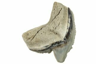 Fossil Tiger Shark (Galeocerdo) Tooth - Aurora, NC #253719