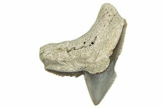 Fossil Tiger Shark (Galeocerdo) Tooth - Aurora, NC #253721