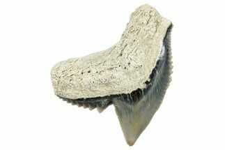 Fossil Tiger Shark (Galeocerdo) Tooth - Aurora, NC #253743