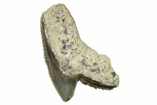 Fossil Tiger Shark (Galeocerdo) Tooth - Aurora, NC #253744