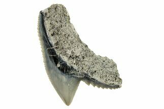 Fossil Tiger Shark (Galeocerdo) Tooth - Aurora, NC #253745