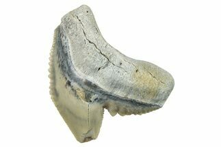 Fossil Tiger Shark (Galeocerdo) Tooth - Aurora, NC #253748
