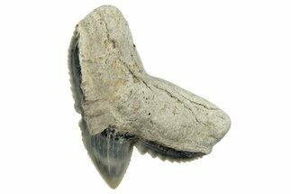 Fossil Tiger Shark (Galeocerdo) Tooth - Aurora, NC #253749