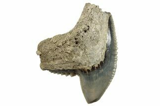Fossil Tiger Shark (Galeocerdo) Tooth - Aurora, NC #253752