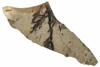 Fossil Conifer (Metasequoia) Plate - McAbee, BC #253941