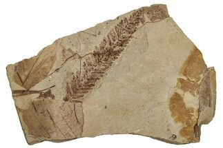 Fossil Plant Plate - McAbee, BC #253945