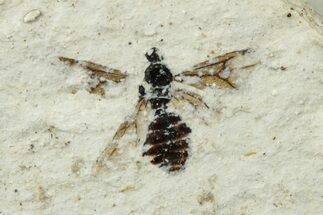 Miocene Winged Ant (Formicidae) Fossil - Murat, France #254024