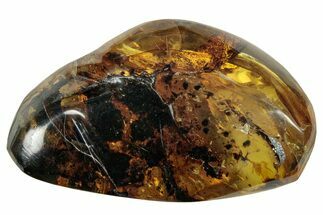 Polished Chiapas Amber ( g) - Mexico #253860