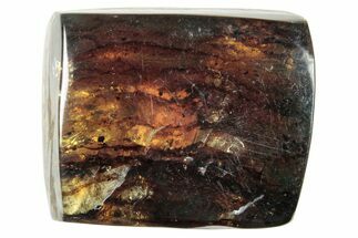 Polished Chiapas Amber ( g) - Mexico #253871