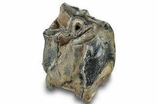 Fossil Woolly Rhino (Coelodonta) Tooth Crown - Siberia #253973
