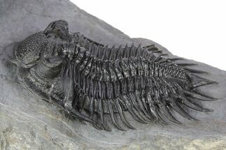 Spiny Delocare (Saharops) Trilobite - Bou Lachrhal, Morocco #254063