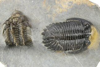 Spiny Comura Trilobite With Hollardops - Ofaten, Morocco #254070