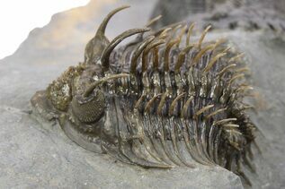 Trilobite Fossils For Sale