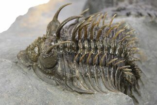 Spiny Comura Trilobite With Hollardops - Ofaten, Morocco #254070