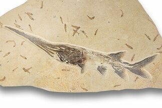 Extremely Rare Paddlefish Fossil (Crossopholis) - Wyoming #254199