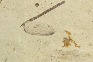 Fossil Beetle (Coleoptera) Elytron - Bois d’Asson, France #254218