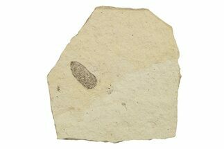 Fossil Beetle (Coleoptera) Elytron - Bois d’Asson, France #254226
