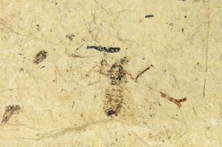Fossil Fly (Plecia) - Bois d’Asson, France #254245