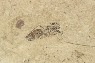 Fossil Ant (Formicidae) - Bois d’Asson, France #254246