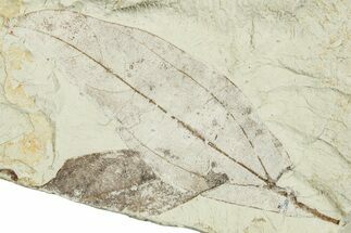 Miocene Fossil Leaf (Cinnamomum) - Augsburg, Germany #254133