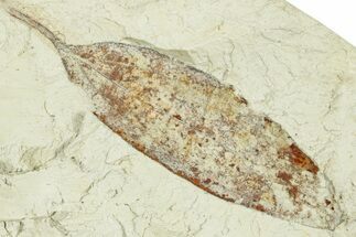 Miocene Fossil Leaf (Cinnamomum) - Augsburg, Germany #254168