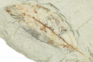 Miocene Fossil Leaf (Cinnamomum) - Augsburg, Germany #254169