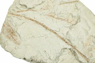 Miocene Fossil Leaf (Cinnamomum) Plate - Augsburg, Germany #254174