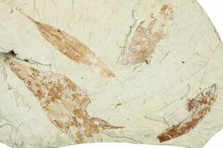 Four Miocene Fossil Leaves (Cinnamomum) - Augsburg, Germany #254180