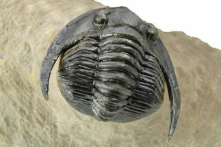 Diademaproetus Trilobite - Foum Zguid, Morocco #252809