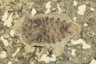Detailed Fossil Shield Bug (Pentatomidae) - France #254171