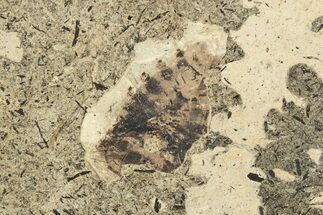 Partial Fossil Shield Bug (Pentatomidae) - France #254178