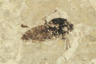 Detailed Fossil March Fly (Bibionidae) - France #254184