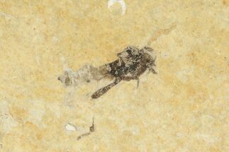 Detailed Fossil March Fly (Bibionidae) - France #254193