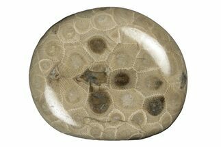 Polished Petoskey Stone (Fossil Coral) - Michigan #254388