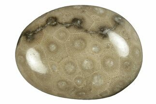 Polished Petoskey Stone (Fossil Coral) - Michigan #254409