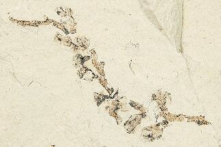 Fossil Fruit Catkin (Populus) - France #254205