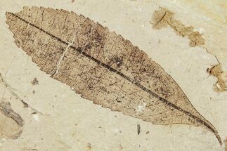 Fossil Leaf (Carpinus?) - France #254352