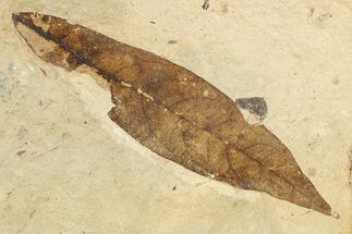 Fossil Leaf (Persea) - France #254360