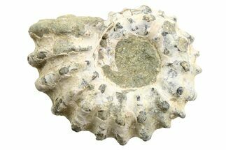 / to / Tractor Ammonite (Douvilleiceras) Fossils #254762