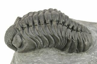 Phacopid (Adrisiops) Trilobite - Jbel Oudriss, Morocco #254771