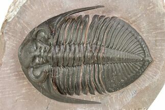 Uncommon Odontochile Trilobite - Lghaft, Morocco #254778