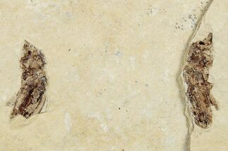 Fossil True Weevil (Curculionidae) Beetle - France #254550