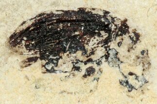 Fossil True Weevil (Curculionidae) Beetle - France #254557