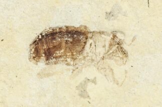 Fossil True Weevil (Curculionidae) Beetle - France #254571