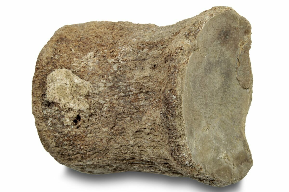 1-35-fossil-mosasaur-platecarpus-caudal-vertebra-kansas-254605