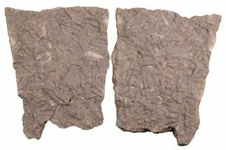 Ordovician Trilobite Mortality Plate (Pos/Neg) - Morocco #254773