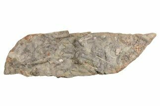 Ordovician Trilobite Mortality Plate - Tafraoute, Morocco #254787